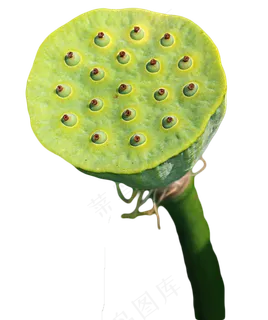 莲蓬莲子 莲蓬莲子