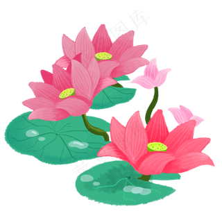 夏季节气荷花荷叶