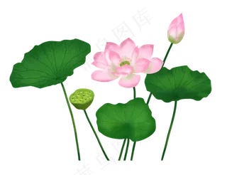 盛开的粉色荷花荷叶,免抠元素