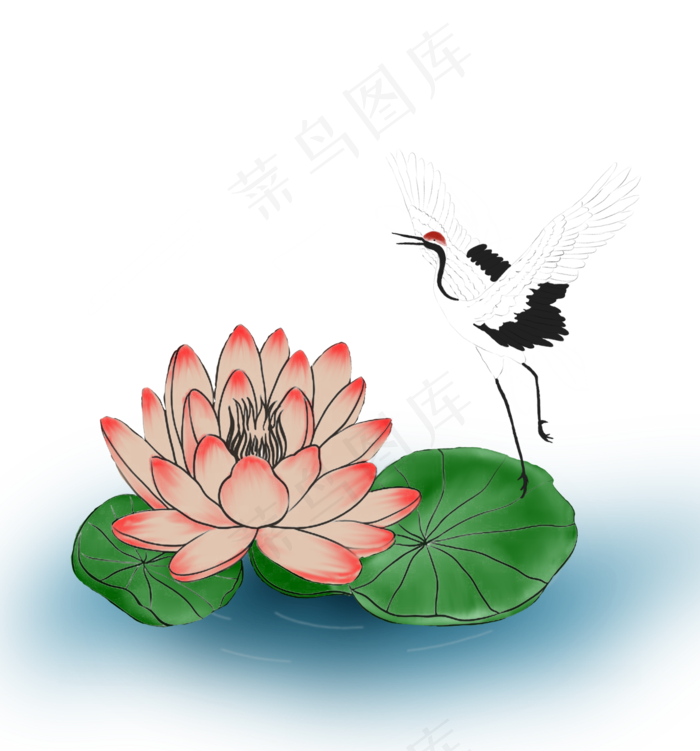 站在睡莲上的仙鹤