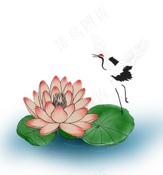 站在睡莲上的仙鹤