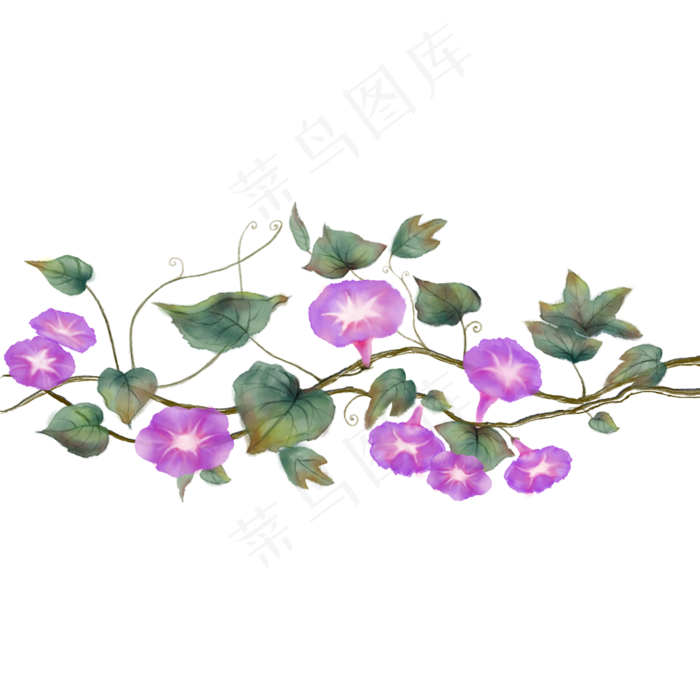 紫色盛开的牵牛花花滕