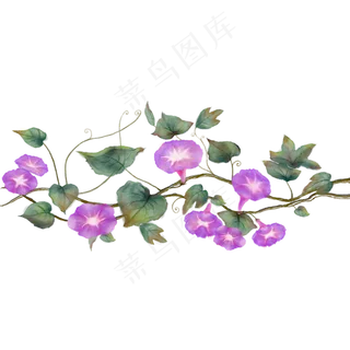 紫色盛开的牵牛花花滕