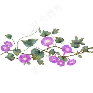 紫色盛开的牵牛花花滕