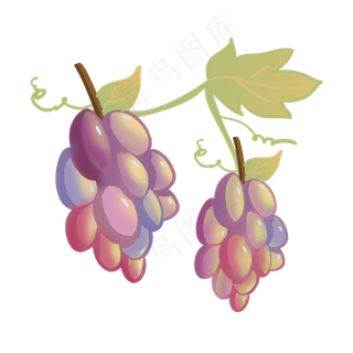 成熟高甜红乳葡萄