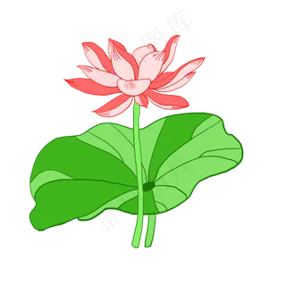 手绘荷花花卉花束