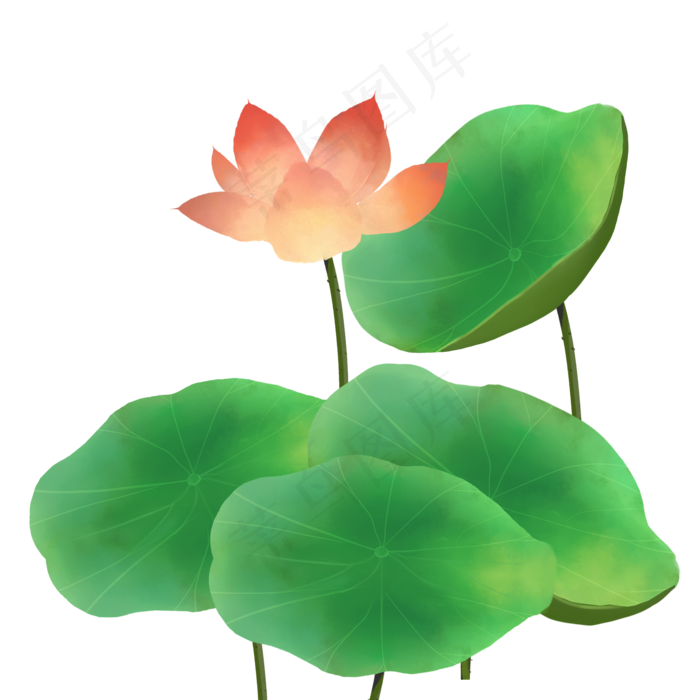 夏日清新荷花荷叶