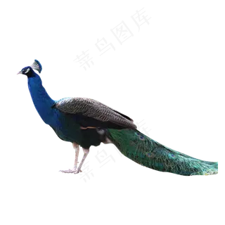 一只美丽优雅的孔雀,免抠元素