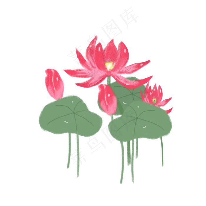 手绘荷花png素材(2000X2000(DPI:72))psd模版下载