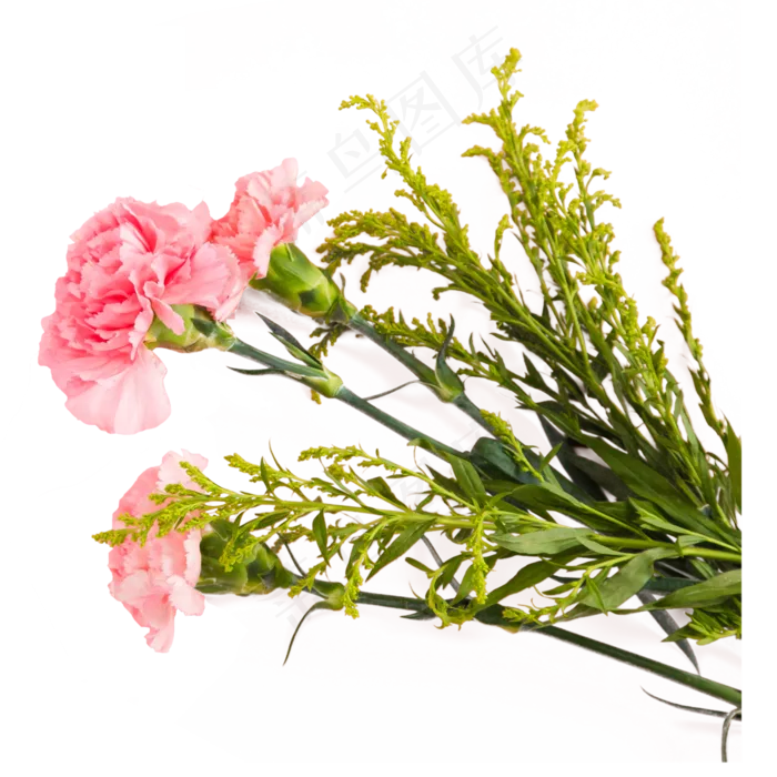 实拍粉色康乃馨鲜花礼物,免抠元素(3000*3000px 300 dpi )psd模版下载