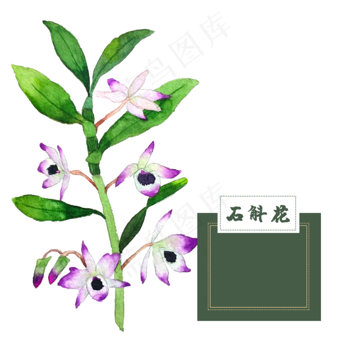花类中草药石斛花水彩(2500X2500(DPI:300))psd模版下载