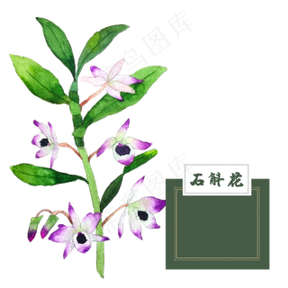 花类中草药石斛花水彩