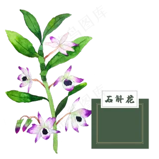 花类中草药石斛花水彩
