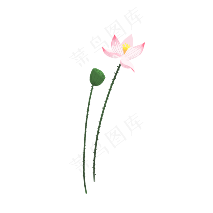 美丽的荷花好看