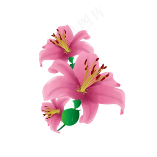 手绘百合花粉百合元素素材
