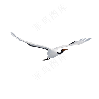 仿真仙鹤png图,免抠元素