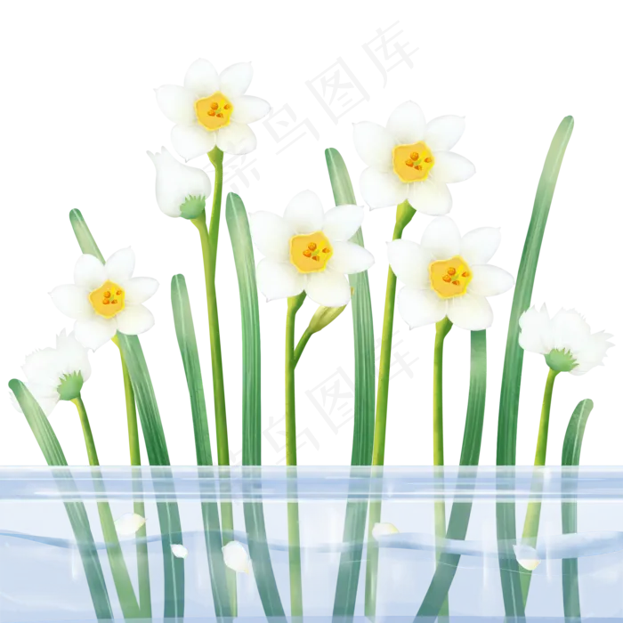 植物科属绿植水仙花(2000X2000(DPI:300))psd模版下载