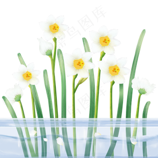 植物科属绿植水仙花