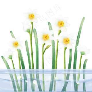 植物科属绿植水仙花