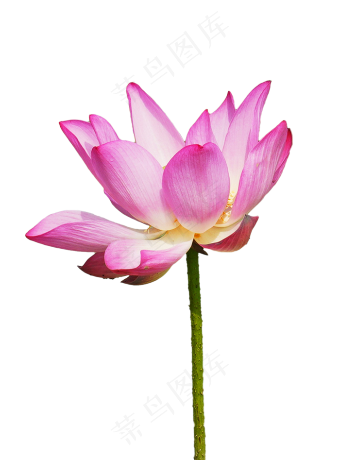 盛开美丽荷花(2048X2048(DPI:300))