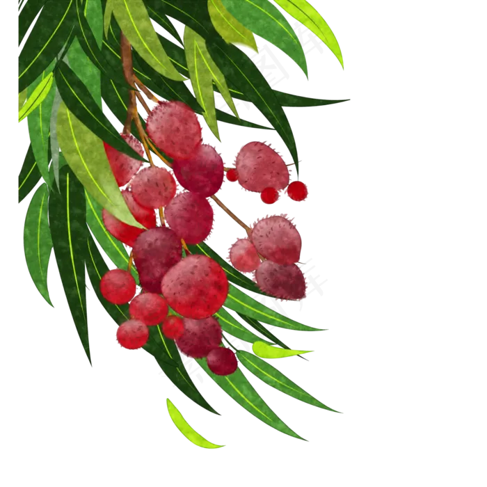 荔枝水果岭南鲜果夏季妃子笑PNG(3000X3000(DPI:300))psd模版下载