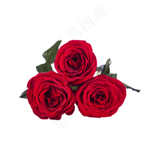 玫瑰实拍（png免抠）