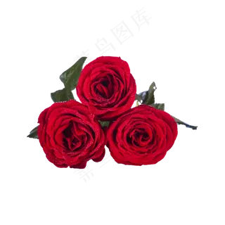 玫瑰实拍（png免抠）