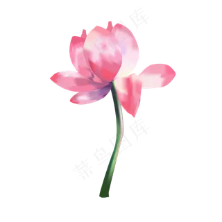 手绘清新唯美荷花可商用元素