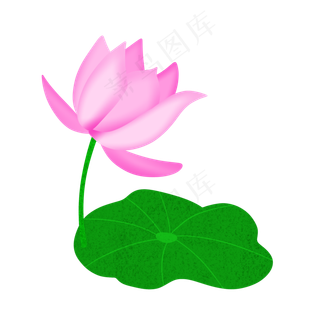夏季节气荷花荷叶