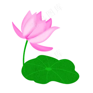 夏季节气荷花荷叶