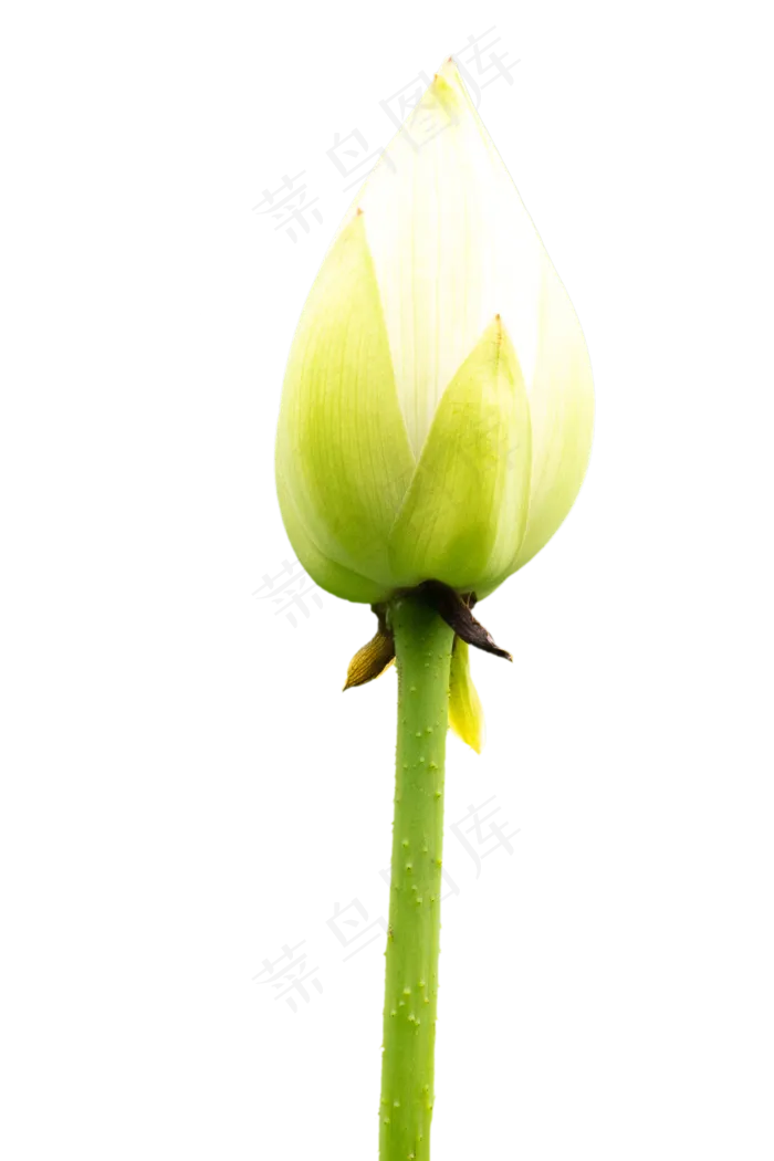 荷花花苞(3508X3543(DPI:300))