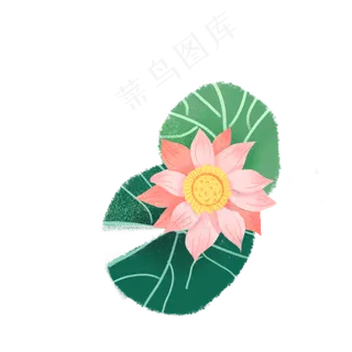 荷叶衬托着盛开的荷花