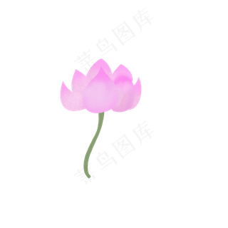 夏天手绘粉色荷花花苞