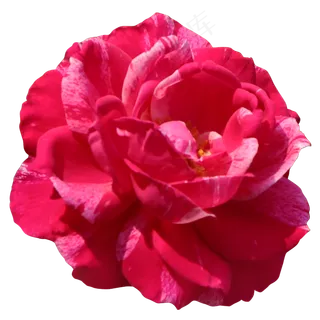 一朵红色花,免抠元素