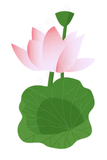 荷花荷叶和莲蓬插图 荷花荷叶和莲蓬插图