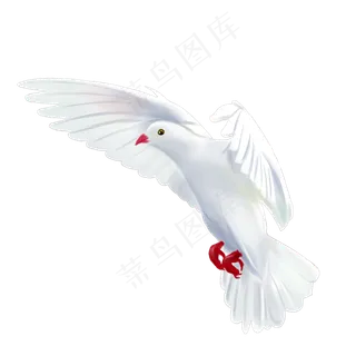 一只信鸽 一只信鸽