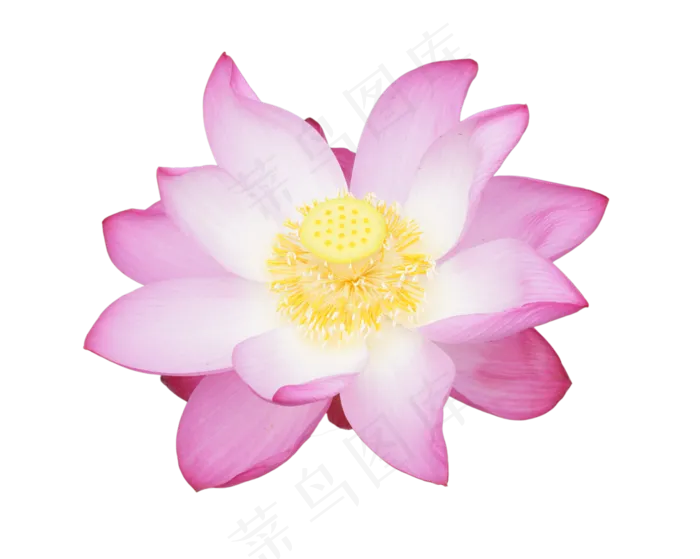 盛开美丽荷花(2000X2000(DPI:300))
