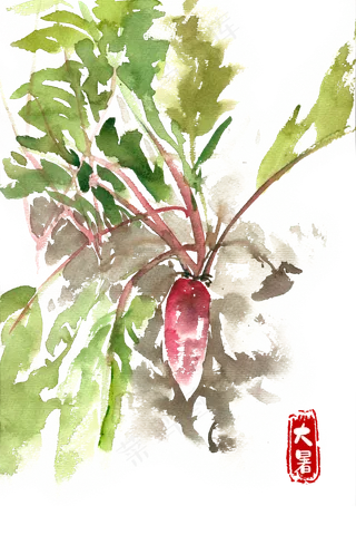 大暑新鲜的罗卜