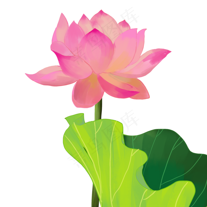 荷花荷叶绿植花卉