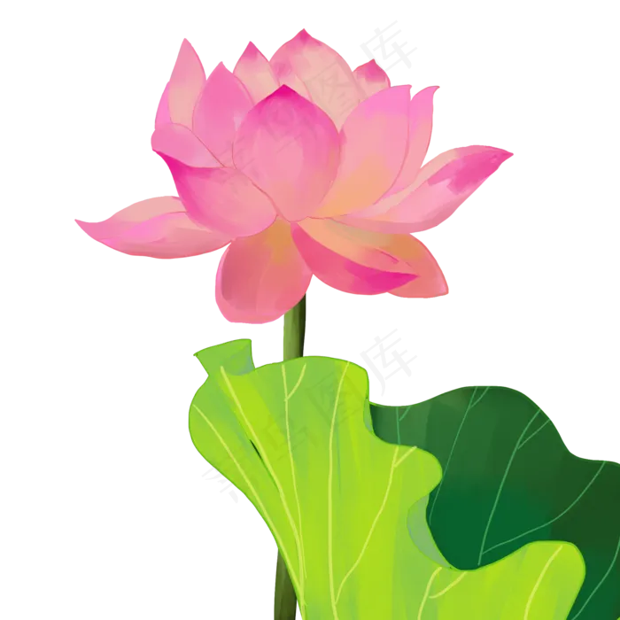 荷花荷叶绿植花卉(2000X2000(DPI:300))psd模版下载
