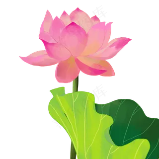 荷花荷叶绿植花卉