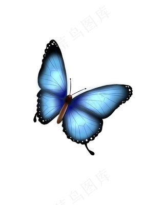 蝴蝶蓝色写实手绘,免抠元素