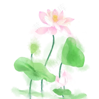 水墨水彩小清新荷花