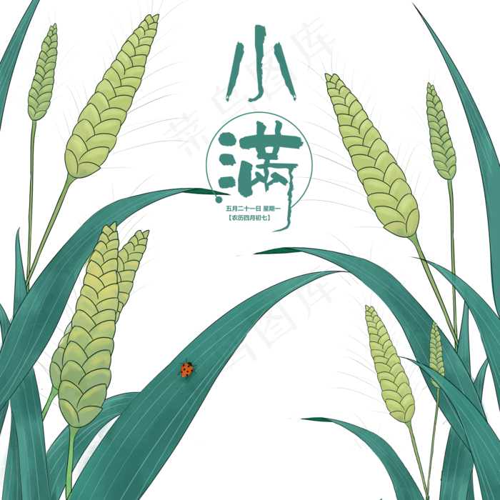 小满节气手绘小麦,免抠元素