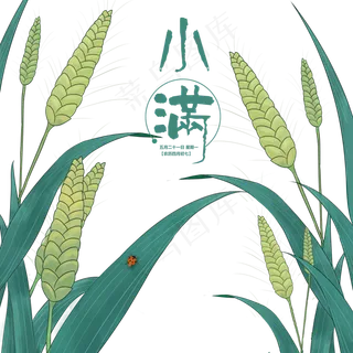 小满节气手绘小麦,免抠元素