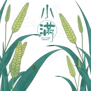 小满节气手绘小麦,免抠元素