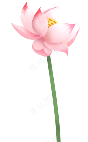 荷花花朵图案