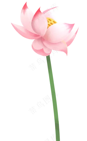 荷花花朵图案