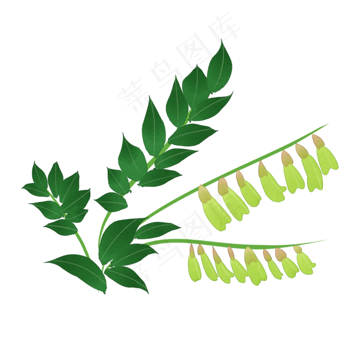 中药黄芪实物插图免抠(2000*2000px 300 dpi )psd模版下载