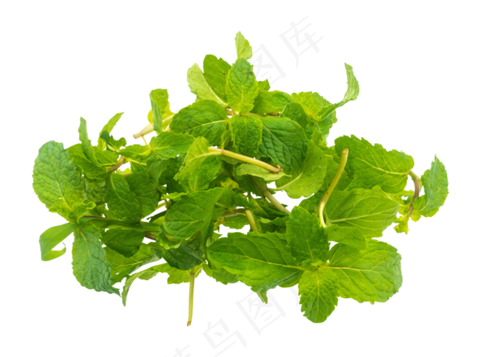 绿色植物薄荷,免抠元素(2000X2000(DPI:300))psd模版下载
